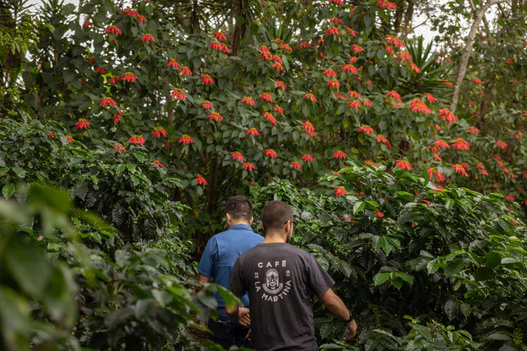 Costa Rica Rio Conejo Centroamericano, Single Origin