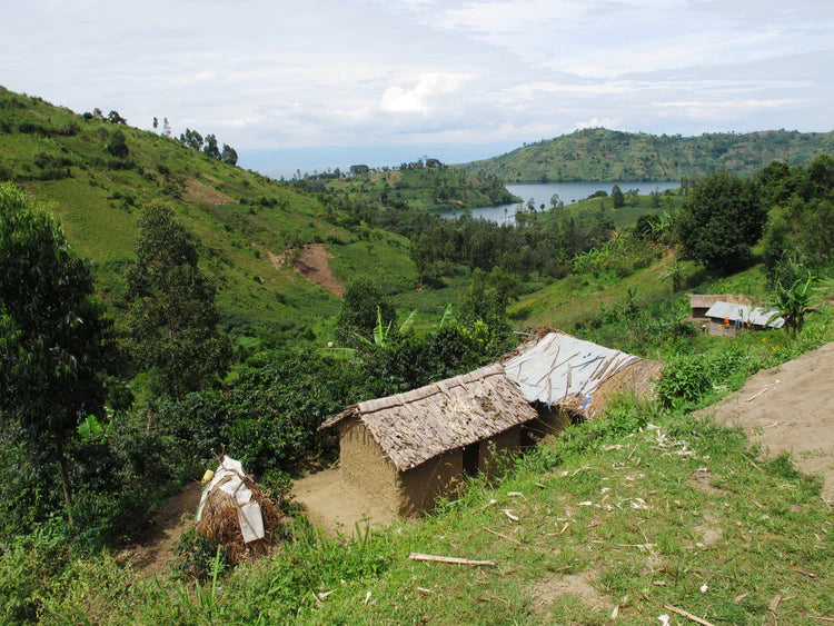 DR Congo Muungano, Single Origin